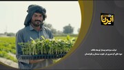 فیلم | دولت سیزدهم پیشتاز توسعه باغات میوه‌های گرمسیری در جنوب سیستان و بلوچستان