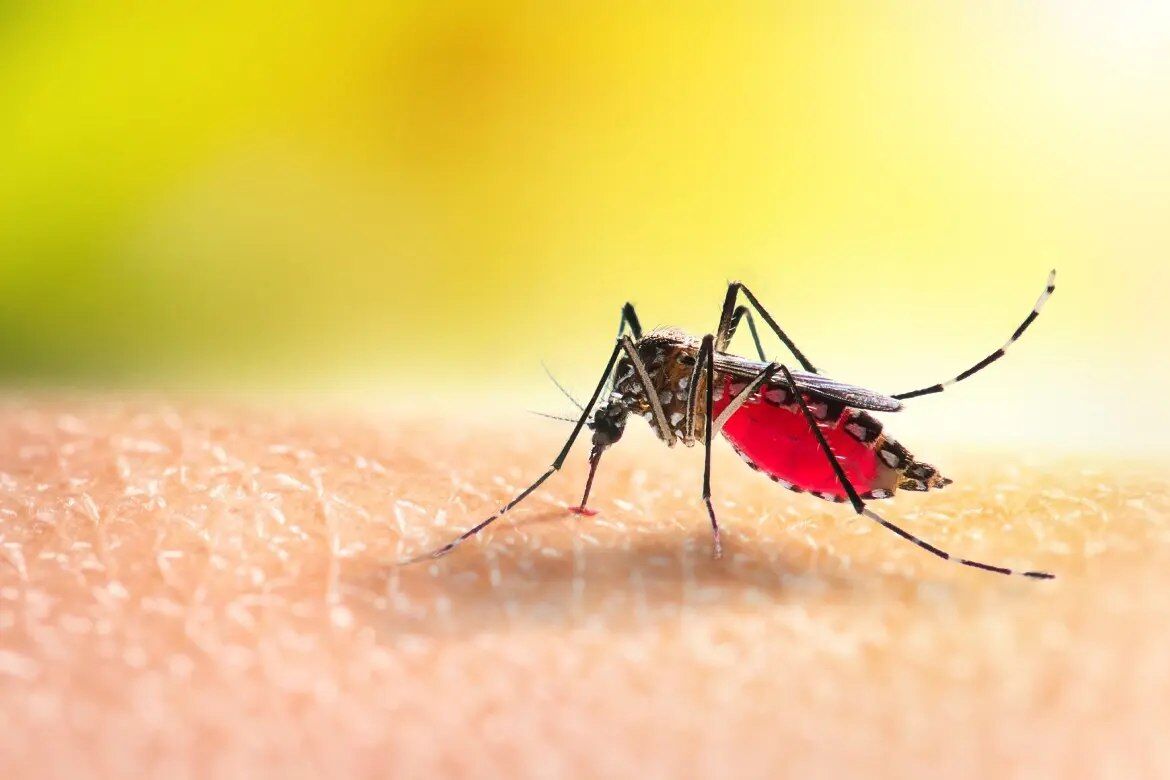 Le virus dengue en Iran