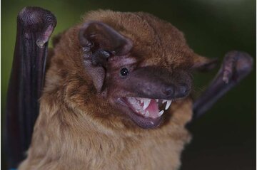 دانشمندان به صدای قلب خفاش‌ها گوش دادند+ فیلم