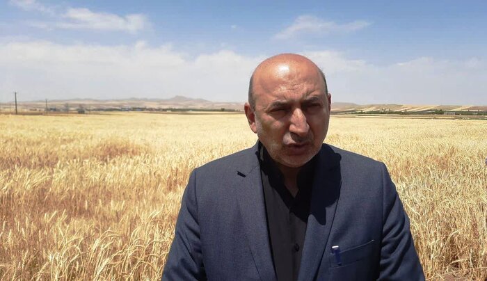 معاون وزیر جهاد کشاورزی: خودکفایی در گندم نان به پایداری رسید