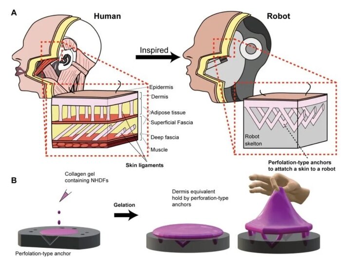 ربات‌های نسل بعدی؛ پوست‌های خودترمیم‌شونده با حس طبیعی