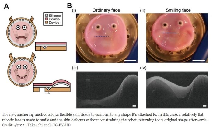 رباتهای نسل بعدی؛ پوستهای خودترمیمشونده با حس طبیعی