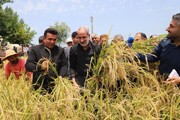 تولید برنج در مازندران به مرز یک میلیون و ۷۰۰ هزار تُن رسید