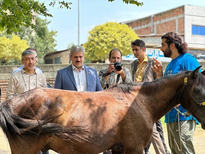 نجات از انقراض؛ شناسایی ۳۳۰ راس اسب کاسپین در کشور