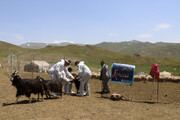 واکسیناسیون دام عشایر استان اردبیل علیه بیماری تب برفکی آغاز شد+فیلم