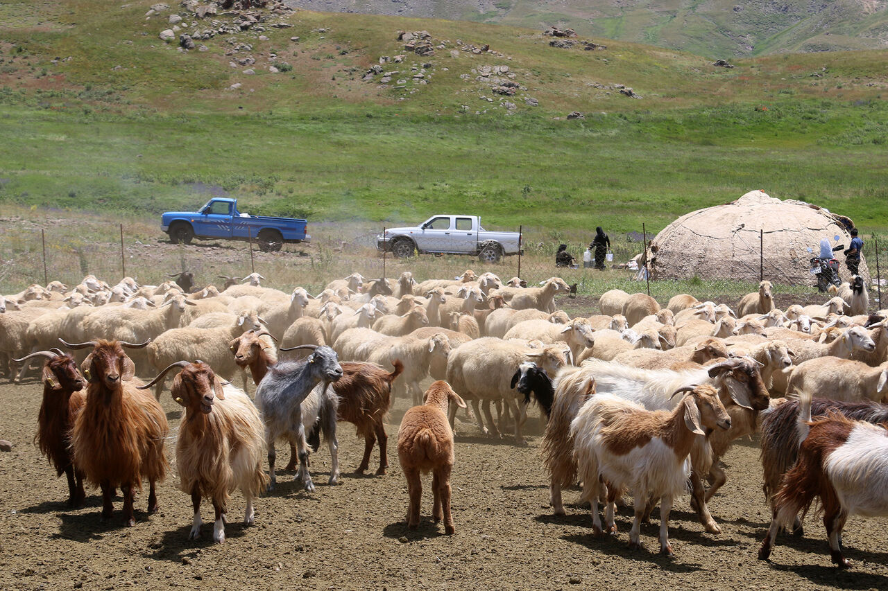 حذف دام بیمار راه مقابله با تب مالت؛ دامداران خراسان‌شمالی همکاری کنند