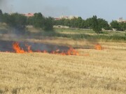 سوزانندگان کاه و کلش مزارع در اردبیل به دادگاه معرفی شدند