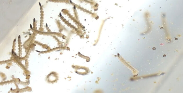 ۴۰ شهر ایران درگیر پشه آئدس/مبارزه در ۸۷ نقطه کشور در حال انجام است