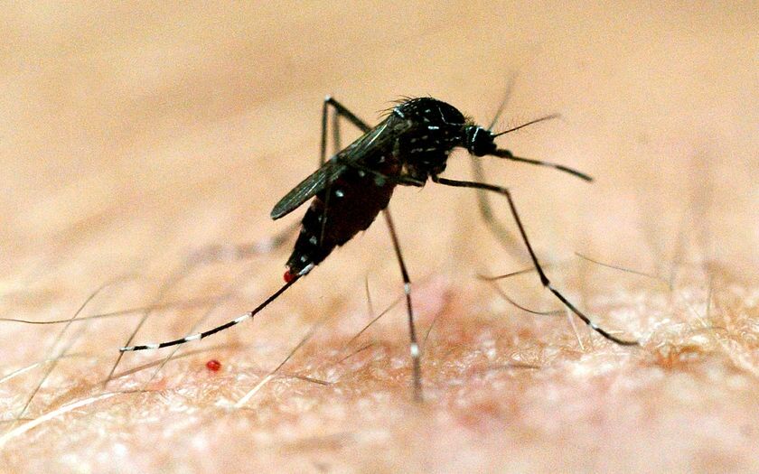 Over 150 cases of dengue virus reported in Iran in 4 months