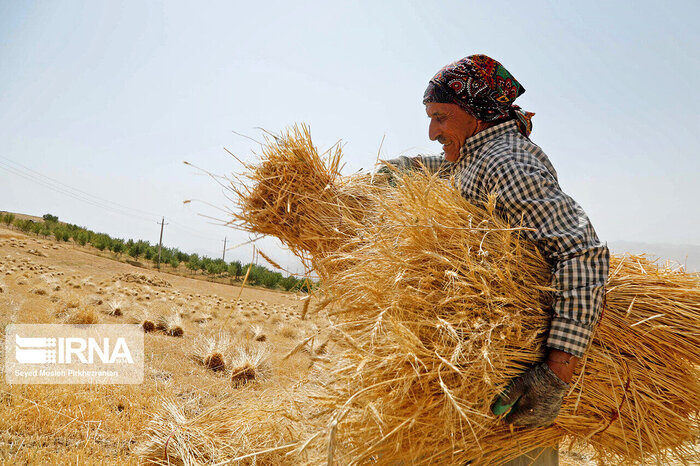 خرید ۱۴ هزار تن گندم از کشاورزان میاندورودی