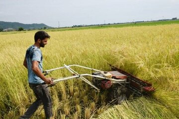 استاندار گیلان: حمایت از شالیکاران با تنظیم بازار برنج تداوم می‌یابد