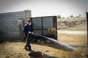 جایگاه‌های نگهداری دام اندیمشک برای پیشگیری از تب کریمه کنگو سمپاشی شد