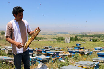 رونق زنبورداری در مشگین‌شهر با پیش‌بینی تولید یک هزار تن عسل+فیلم