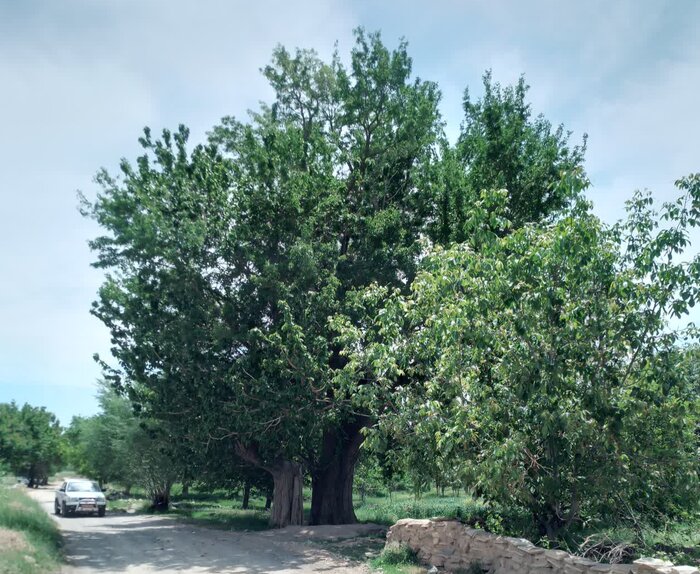 درخت توت "ازناو" و مسجد "پریدر" ملایر در فهرست آثار ملی ثبت شد