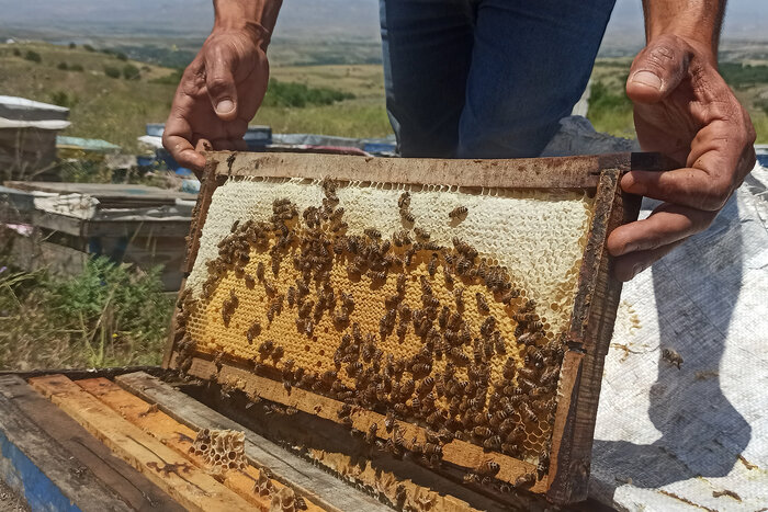 زنبورداران استان اردبیل امسال ۱۰ هزار و ۲۹۵ تن عسل تولید کردند