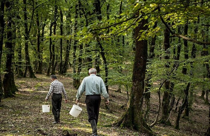 ترافل و تیشهها؛ روایتی از غارت میراث ۵۰ میلیون ساله