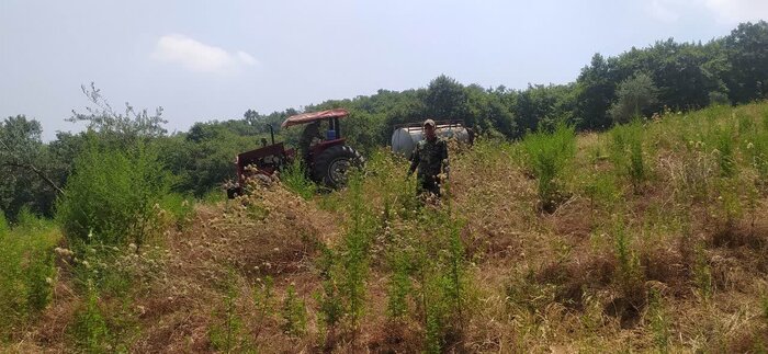 ۵۰ میلیارد ریال، هزینه آبیاری نهالهای جوان جنگلهای هیرکانی گلستان است