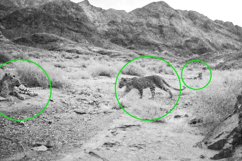 ثبت تصویر جدیدی از چهار پلنگ ایرانی در عباسآباد اصفهان ثبت تصویر جدیدی از چهار پلنگ ایرانی در عباسآباد اصفهان