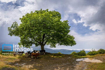 Pastos de verano en montañas de Irán 