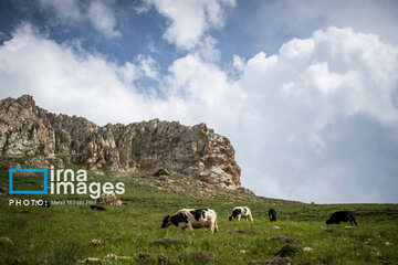 Pastos de verano en montañas de Irán 