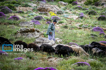 Pastos de verano en montañas de Irán 