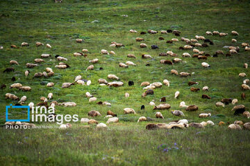 Pastos de verano en montañas de Irán 