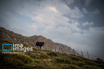 Pastos de verano en montañas de Irán 