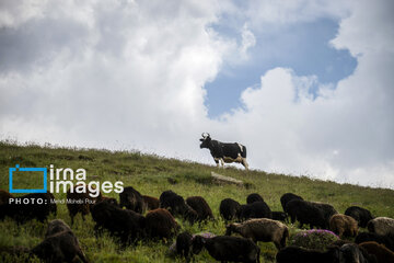 Pastos de verano en montañas de Irán 