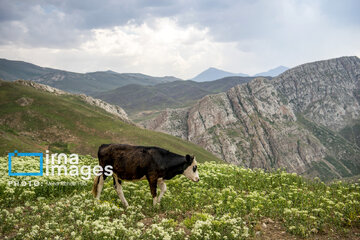 Pastos de verano en montañas de Irán 