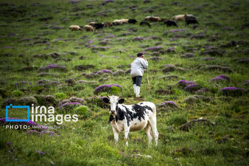 Pastos de verano en montañas de Irán 