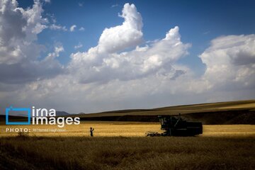 La récolte iranienne de blé