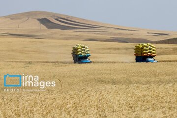 La récolte iranienne de blé