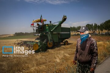 La récolte iranienne de blé