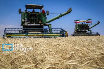 La récolte iranienne de blé