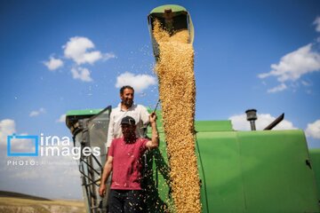 La récolte iranienne de blé