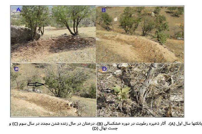 ابتکار محققان کرمانشاهی برای صیانت از جنگلهای زاگرس