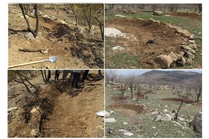 ابتکار محققان کرمانشاهی برای صیانت از جنگلهای زاگرس