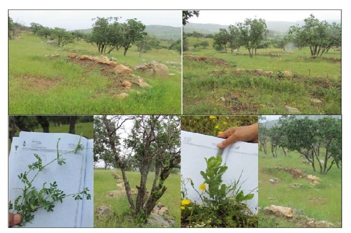 ابتکار محققان کرمانشاهی برای صیانت از جنگلهای زاگرس