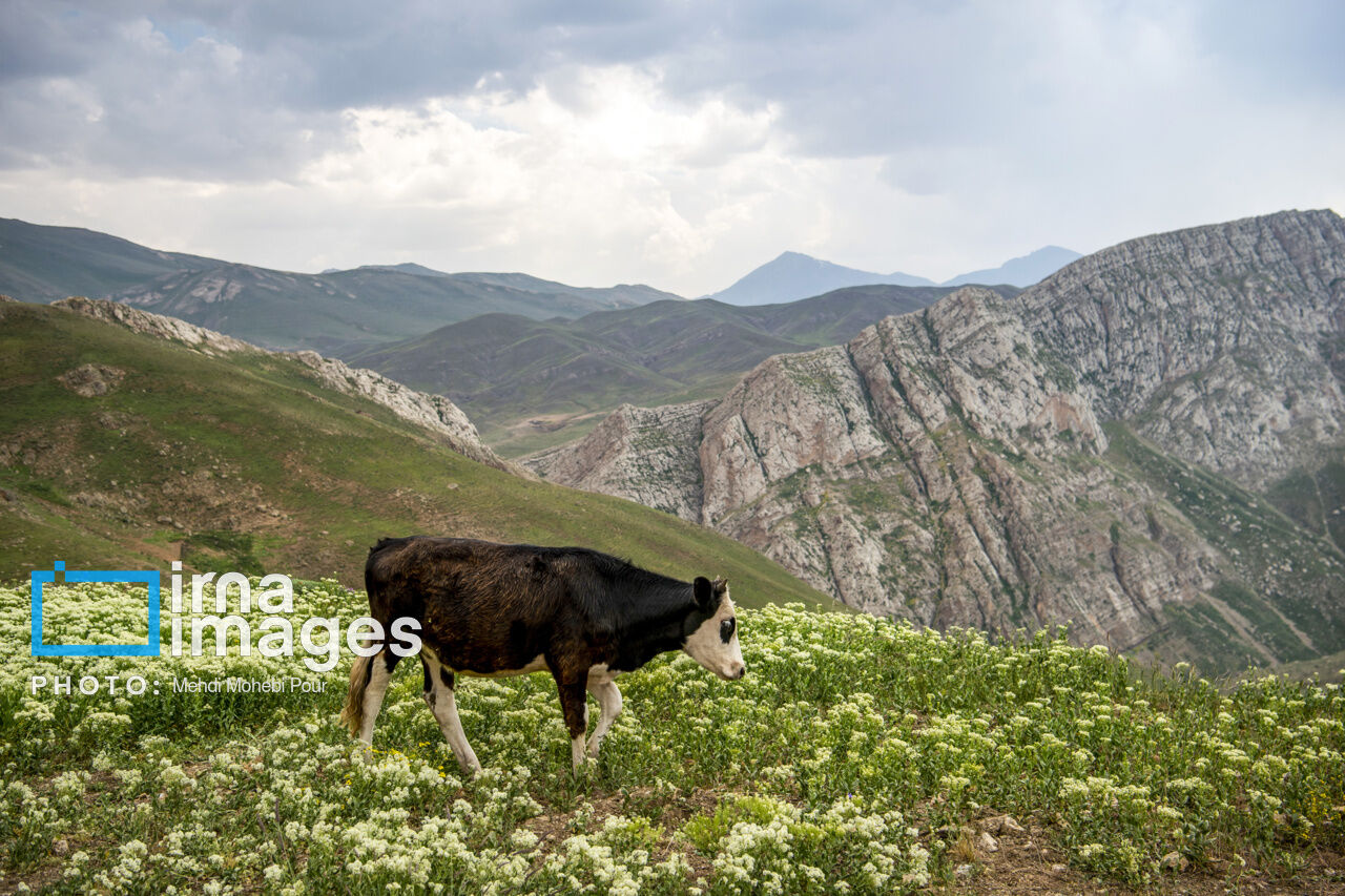 Nomaden auf den Sommerweiden von Mazandaran