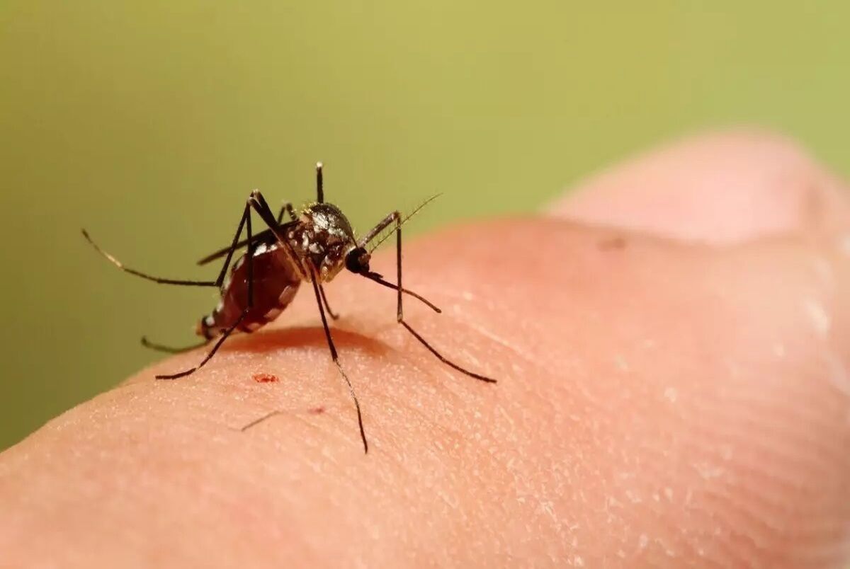 مشاهده پشه آئدس در آذربایجانشرقی/ ابتلا به تب دنگی گزارش نشده است مشاهده پشه آئدس در آذربایجانشرقی/ ابتلا به تب دنگی گزارش نشده است