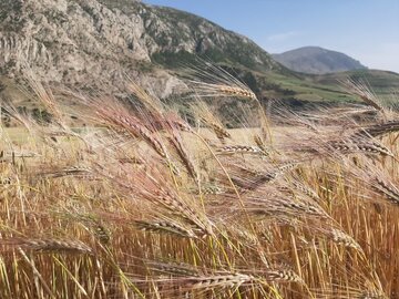 ۸۲ هزار و ۳۵۰ میلیارد ریال مطالبات گندمکاران گلستان پرداخت شد