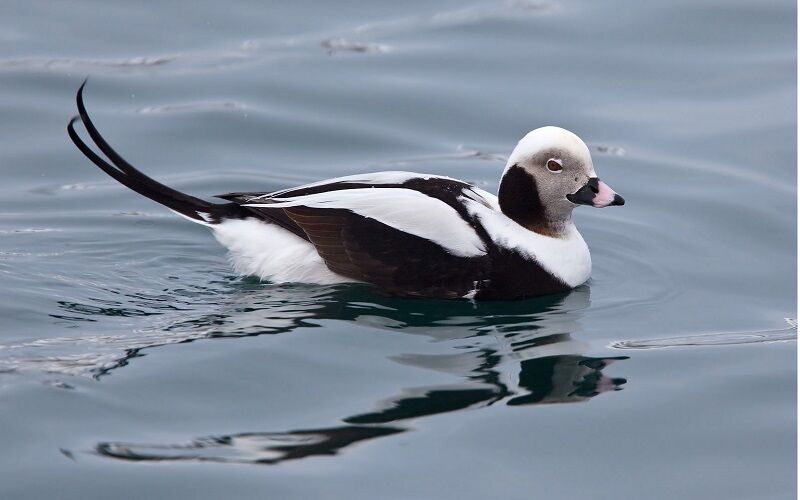 خراسانشمالی در مسیر تغییرات زیستی؛ حضور ۱۶ گونه پرنده جدید