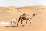 Camel breeding in Iran’s Sistan and Baluchestan province