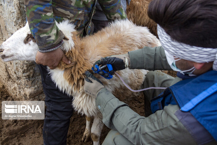 اجرای طرح مقابله با طاعون نشخوارکنندگان کوچک در زنجان
