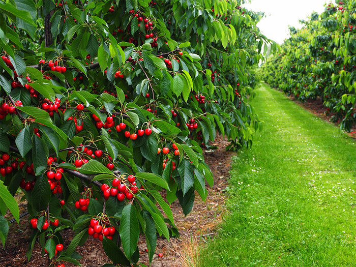 تابستان را دریابید