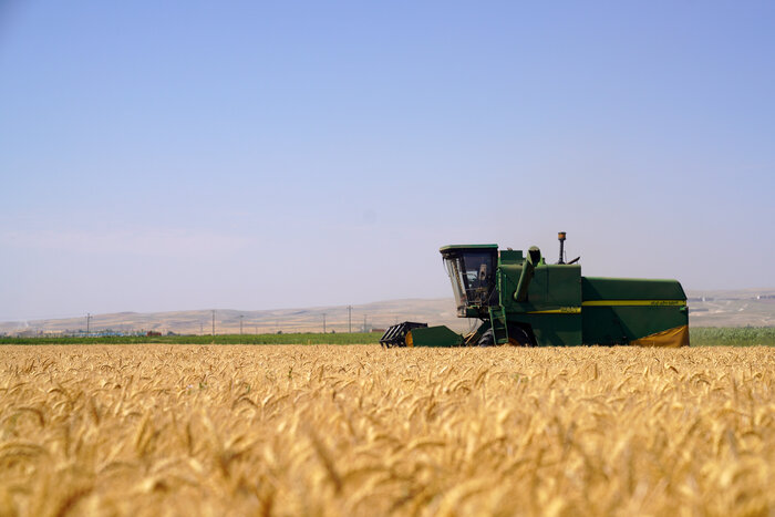 نایب رییس مجلس خواستار تسریع در تسویه مطالبات گندمکاران شد