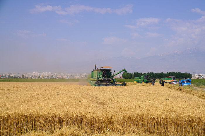 ۳۴ درصد از بهای گندم خریداری شده از کشاورزان استان اردبیل پرداخت شد