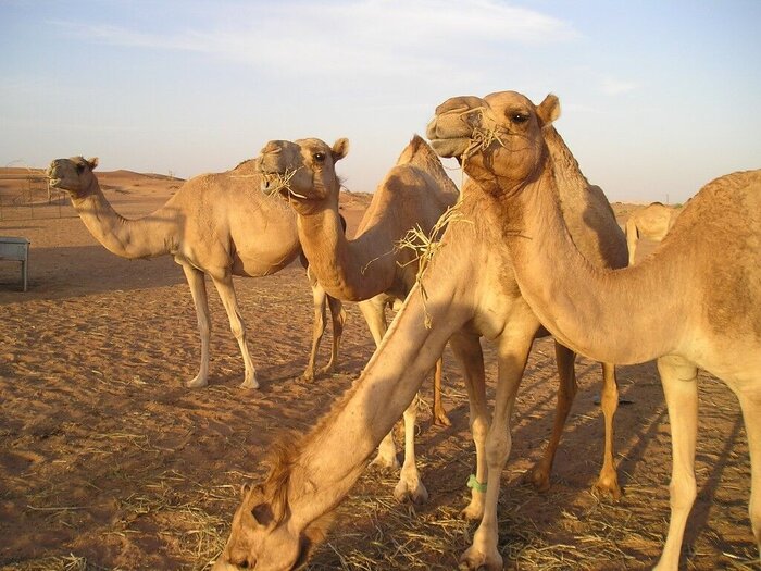Cría de camellos en la provincia iraní de Sistán y Baluchistán