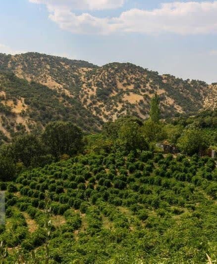 جای خالی گردشگری کشاورزی در شهر تاکستان ها