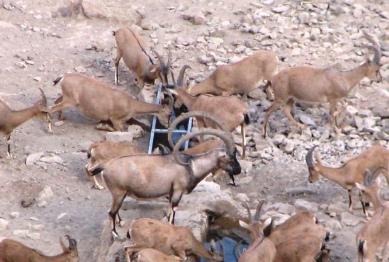 دوستداران طبیعت حیوانات تشنه را از یاد نبرند